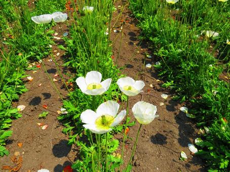 花畑 花畑の写真