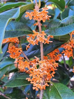 キンモクセイの花① キンモクセイの花①の写真