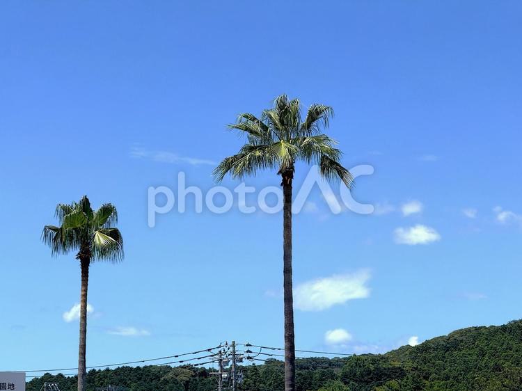 ヤシの木のイメージ ヤシの木,南国,沖縄の写真素材