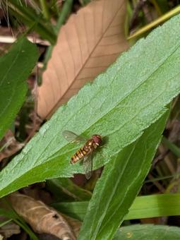 緑の葉にとまるホソヒラタアブ（野生） ホソヒラタアブ,アブ,昆虫の写真素材