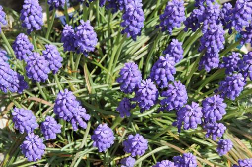 ムスカリ・Grape hyacinth ムスカリ・Grape hyacinthの写真