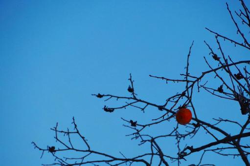 persimmon, JPG persimmon, JPG