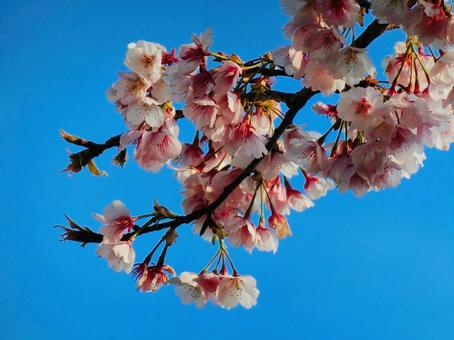 桜 桜の写真