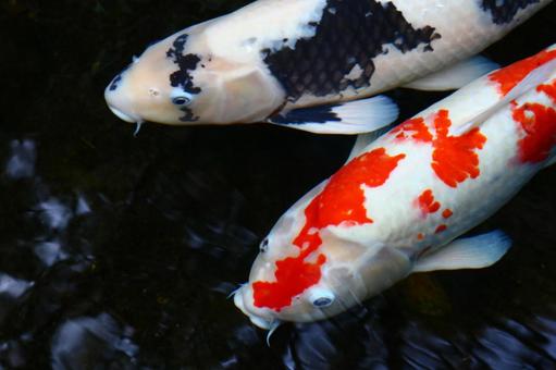 鯉 鯉 鯉,錦鯉,コイの写真素材