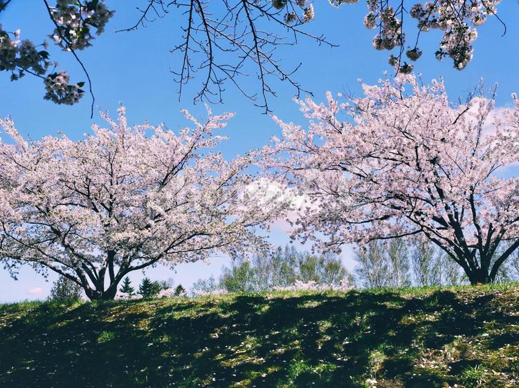 桜並木 桜,ソメイヨシノ,桜並木の写真素材