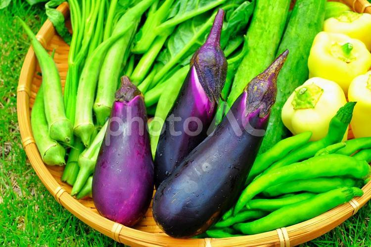 夏の朝採り無農薬野菜の盛り合わせセット 夏野菜,ナス,なすの写真素材