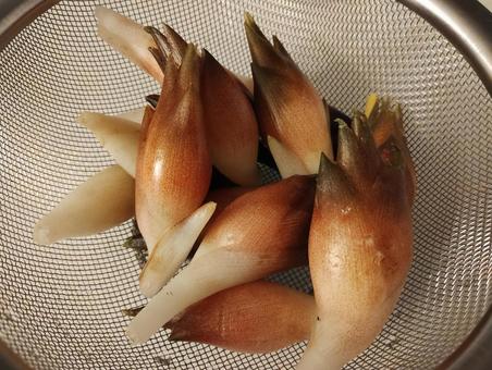 ミョウガ みょうが ミョウガ みょうがの写真