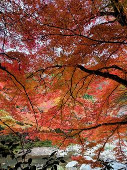紅葉もみじ 秋,モミジ,川の写真素材