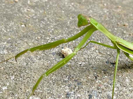 かっこいいカマキリ カマキリ,虫,昆虫の写真素材