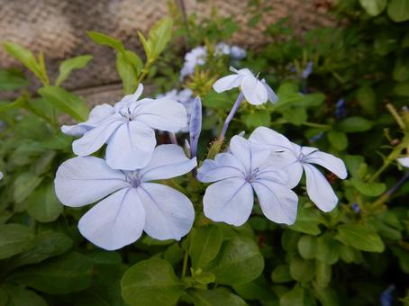 【花の写真】ルリマツリ（瑠璃茉莉）の写真