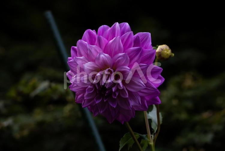 花 花,ダリア,秋の写真素材
