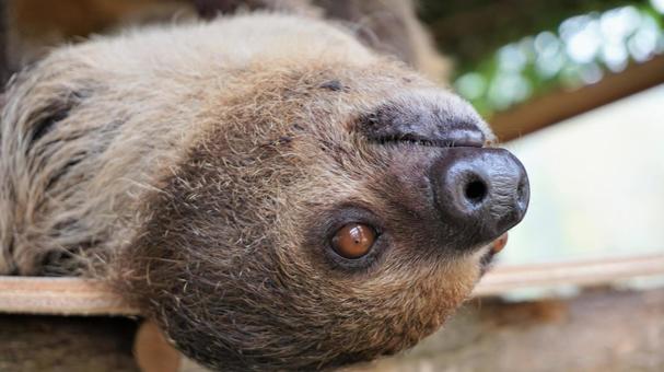 sloth lazy lazy face close up, sloth, lazy person, sloth, JPG