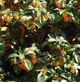 光に当たる金木犀 金木犀,秋,花の写真素材