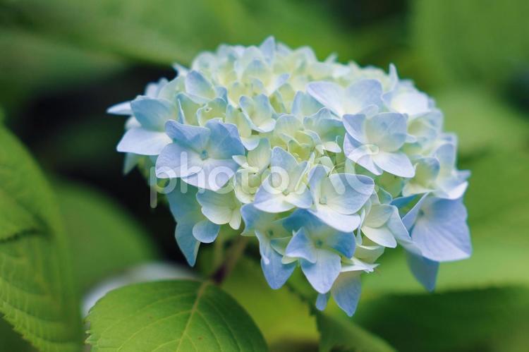 晴れている日　美しい紫陽花 紫陽花,花,梅雨の写真素材