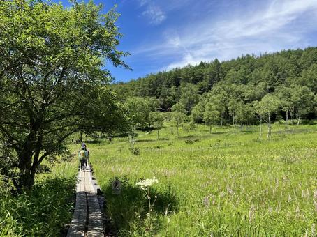 入笠山の入笠湿原風景 入笠山の入笠湿原風景の写真