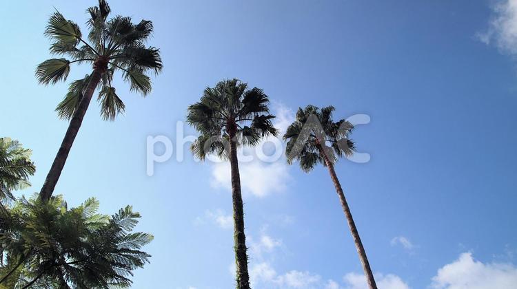 夏空と熱海サンビーチ付近のヤシの木 夏,ヤシの木,空の写真素材