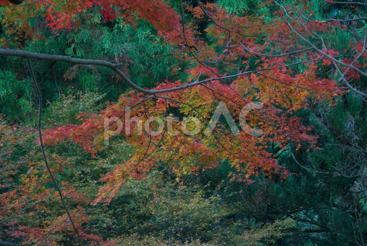 赤と緑　紅葉の風景2 赤,緑,紅葉の写真素材