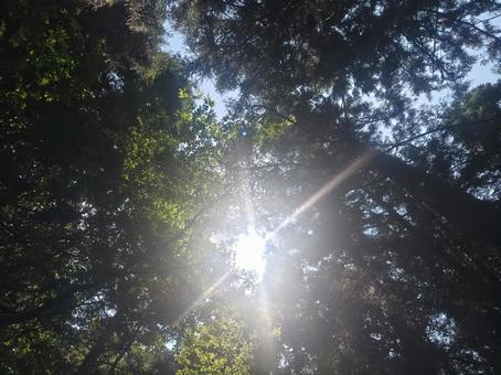 木漏れ日 木漏れ日 森林,樹木,自然の写真素材