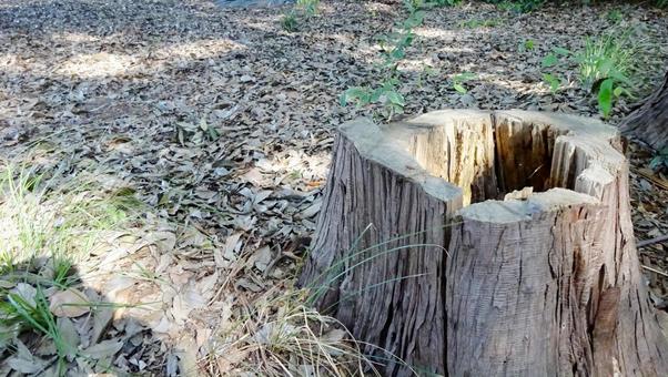 落ち葉に囲まれた切り株 切り株,木,樹木の写真素材
