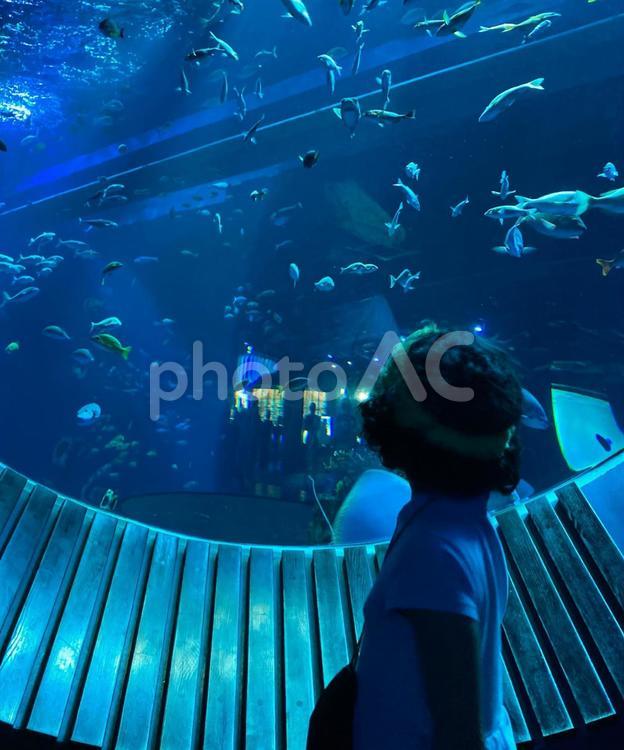 水族館　女の子 水族館,女の子,水槽の写真素材