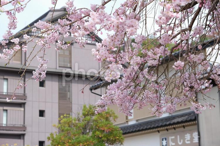 枝垂れ桜 枝垂れ桜,桜,さくらの写真素材