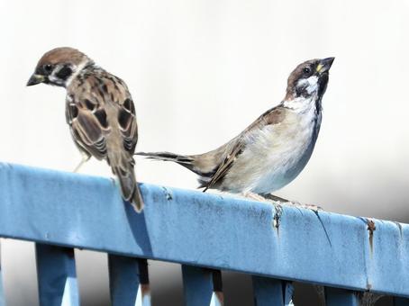 柵の上にとまるスズメ 柵の上にとまるスズメ 鳥,野鳥,スズメの写真素材