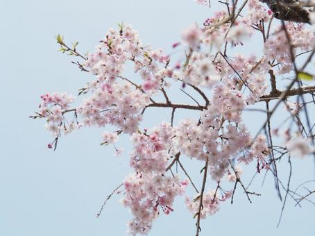 桜の花 桜の花の写真