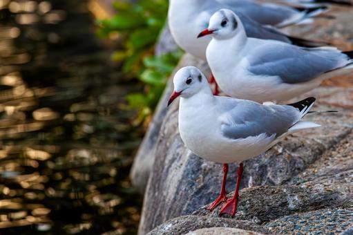 一休みするカモメ 一休みするカモメ カモメ,鴎,晴天の写真素材