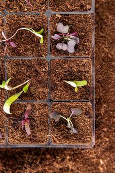 上から見た育苗トレイの芽 育苗トレイ,芽,植物の写真素材