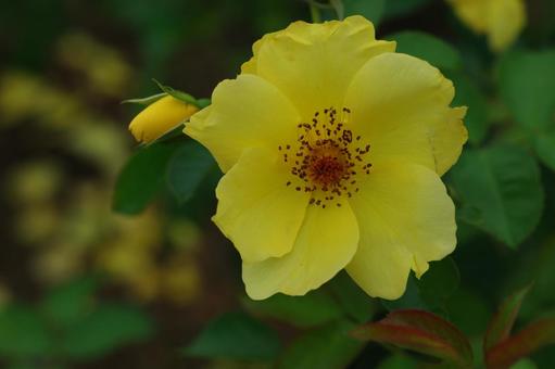 バラ 薔薇 黄色のバラ バラ 薔薇 黄色のバラ バラ,薔薇,レモンフィズの写真素材
