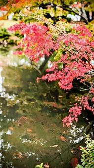 水辺に垂れる鮮やかな紅葉 紅葉,もみじ,モミジの写真素材
