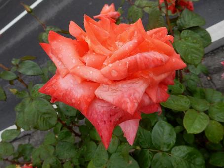 【薔薇の写真】バラの花 【薔薇の写真】バラの花の写真