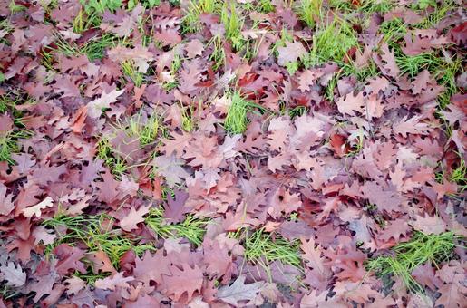 秋の落ち葉 紅葉 落葉 秋のイメージ 秋の落ち葉 紅葉 落葉 秋のイメージ 紅葉,秋,落ち葉の写真素材