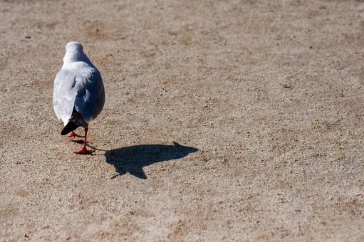 The back view of a walking seagull, JPG The back view of a walking seagull, JPG