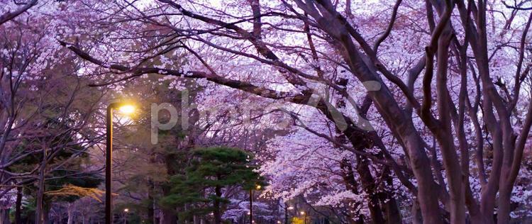 公園の桜 桜,花見,歩道の写真素材