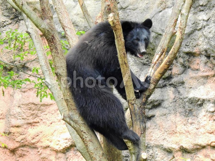 木の上のツキノワグマ 熊,クマ,ツキノワグマの写真素材