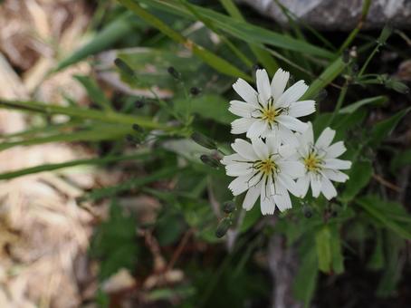 Wildflower: White-flowered bittersweet, JPG Wildflower: White-flowered bittersweet, JPG