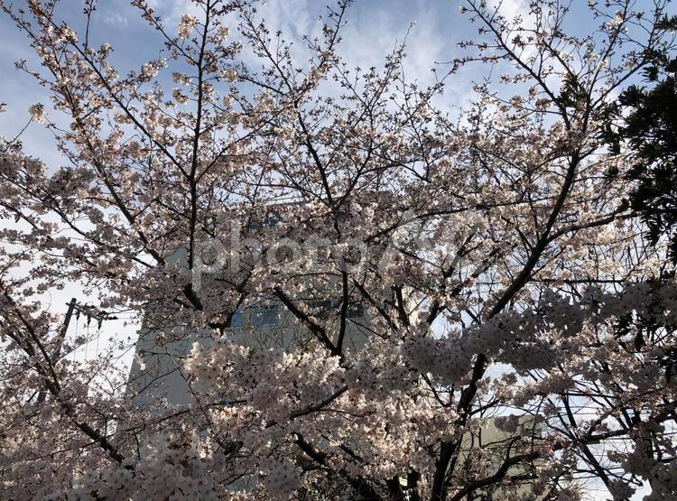 平成最後のさくら さくら,サクラ,桜の写真素材