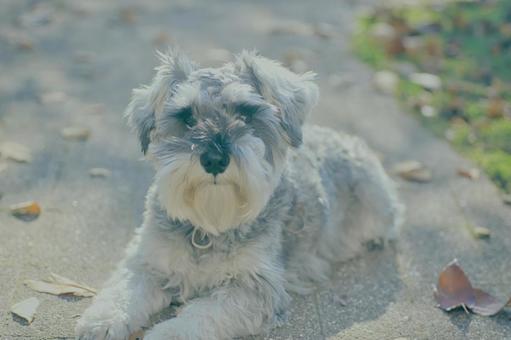 ミニチュアシュナウザー 犬,ペット,ミニシュナの写真素材