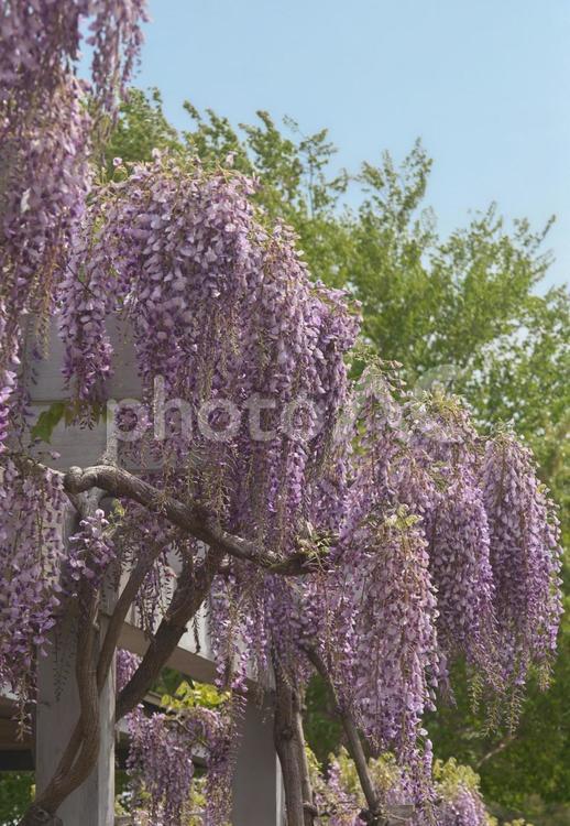 春咲き出した藤 春,季節,のどかの写真素材