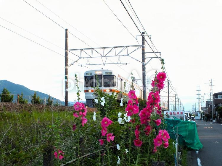 タチアオイの花壇の傍を通る普通列車 タチアオイ,ピンクの花,花の写真素材