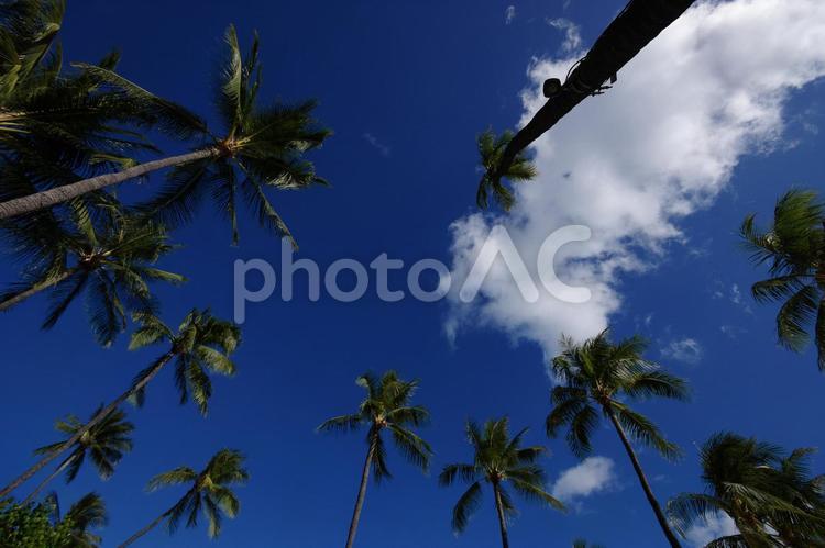 青空と椰子の木 ハワイ,ワイキキ,常夏の写真素材