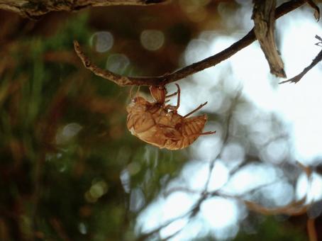 【昆虫写真】蝉の抜け殻 抜け殻,蝉,セミの写真素材