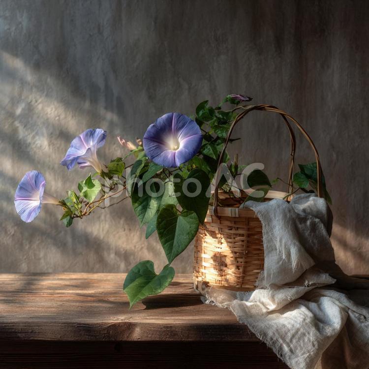 趣のある木目のテーブルに置かれた朝顔 朝顔,花,植物の写真素材