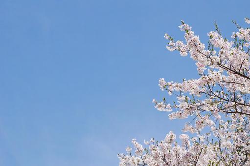 青空と満開の桜 青空と満開の桜の写真