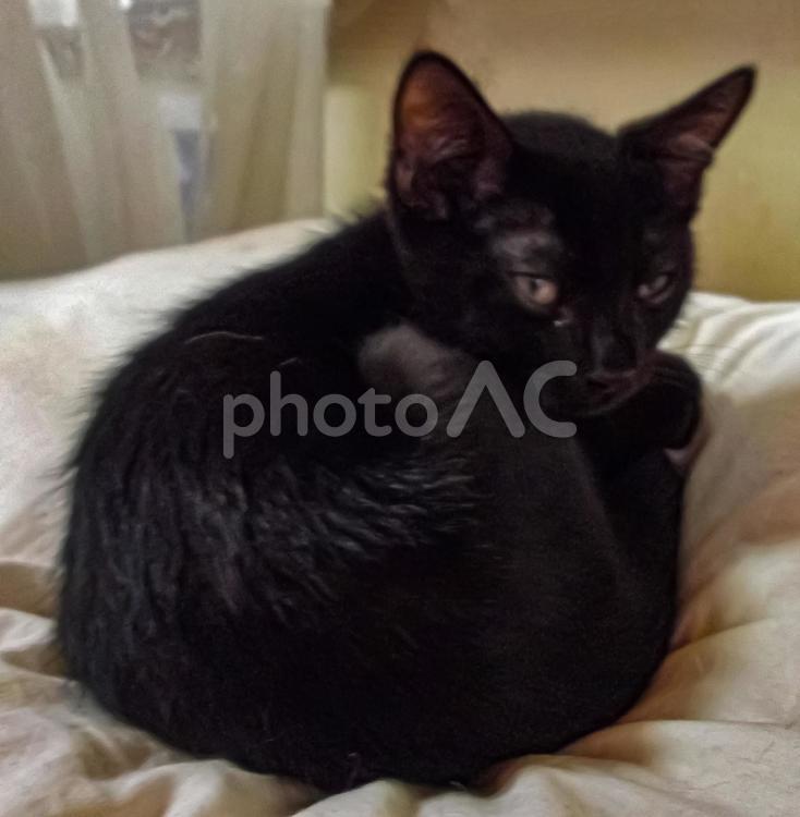 丸くなっている黒猫 黒猫,黒ねこ,猫の写真素材