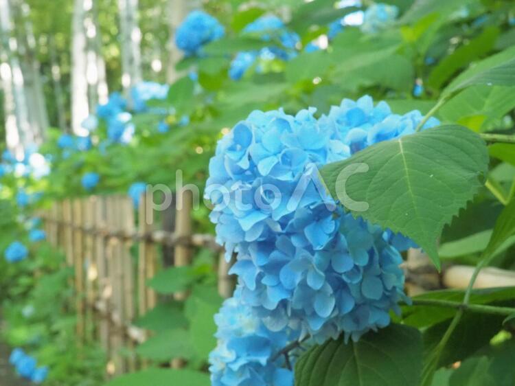 北海道豊平公園の青いアジサイ アジサイ,シラカバ,公園の写真素材