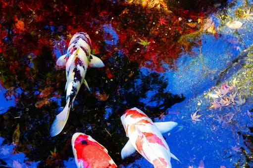 鮮やかな水面に浮かぶ紅葉と三匹の錦鯉 オレンジ,錦鯉,鯉の写真素材