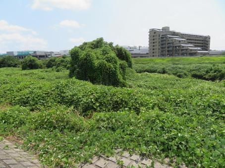 クズに覆われる広葉樹 クズに覆われる広葉樹 クズ,緑のモンスター,風景の写真素材