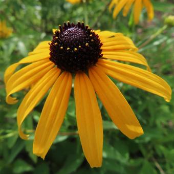 オオハンゴンソウの写真